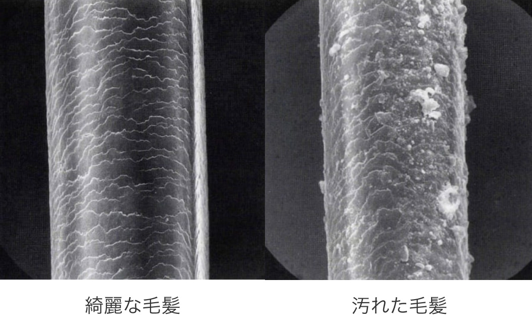 キレイな毛髪と汚れた毛髪の比較拡大写真