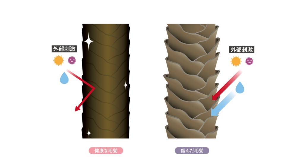 健康毛とダメージ毛の違い