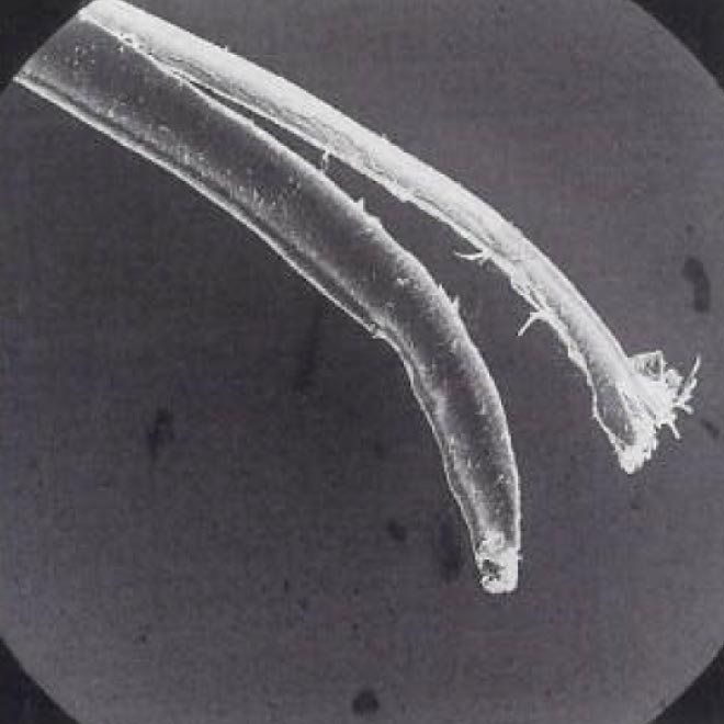 ブラッシングによる切れ毛：顕微鏡100倍