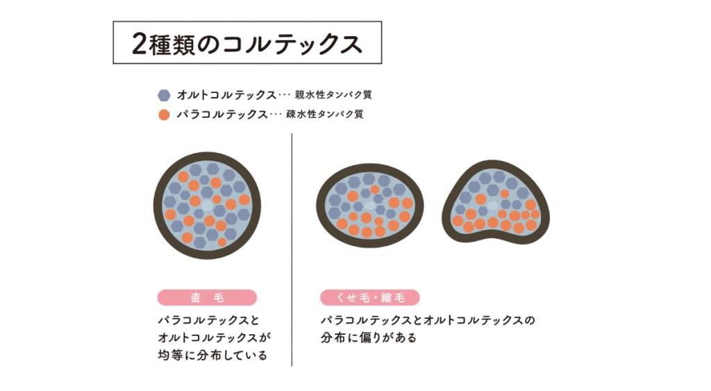 直毛とくせ毛の内部のタンパク質分布の違い