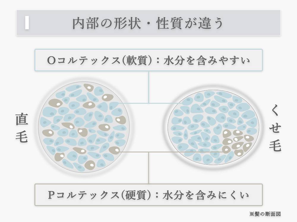 遺伝によるくせ毛は毛髪内部のタンパク質分布が直毛とは異なる