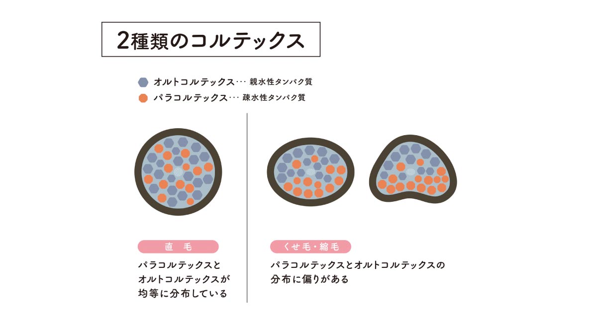 直毛とくせ毛の内部構造の違い