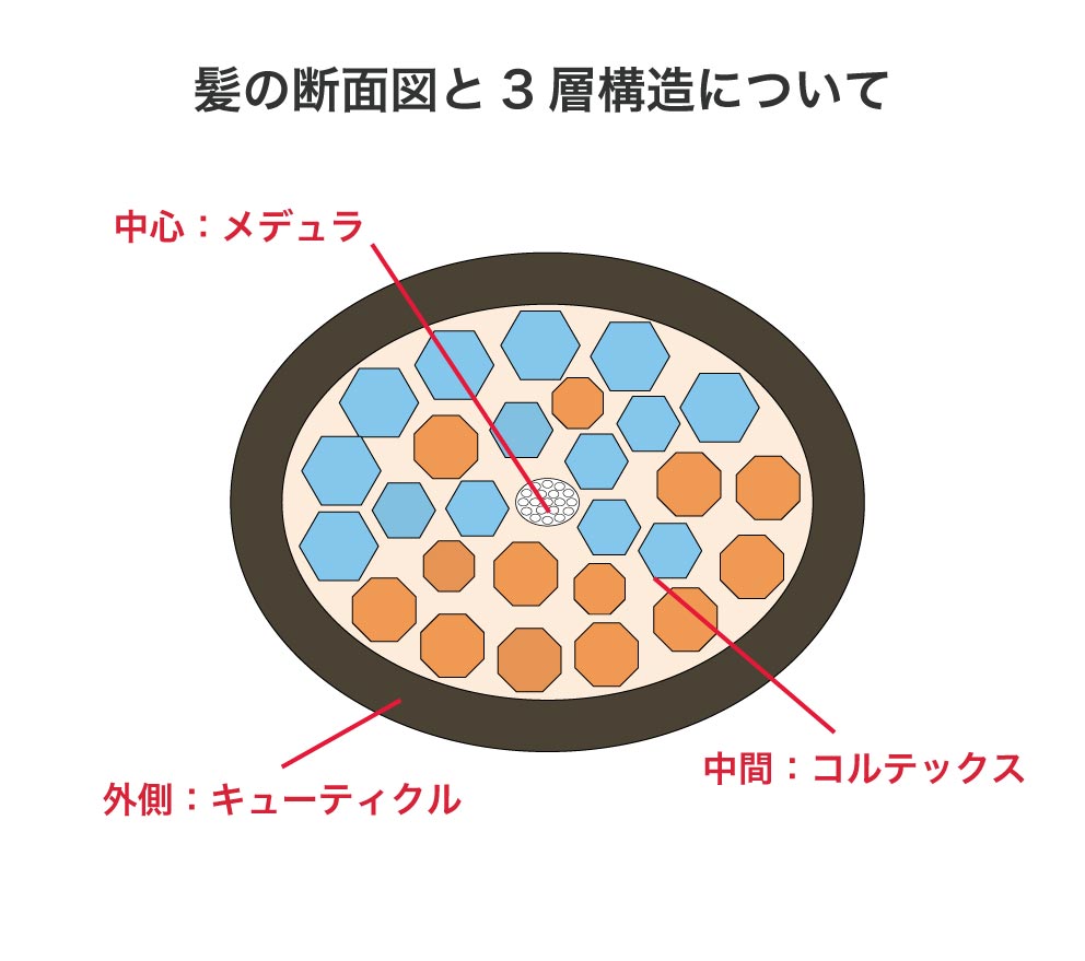 毛髪を輪切りにしたイメージ図