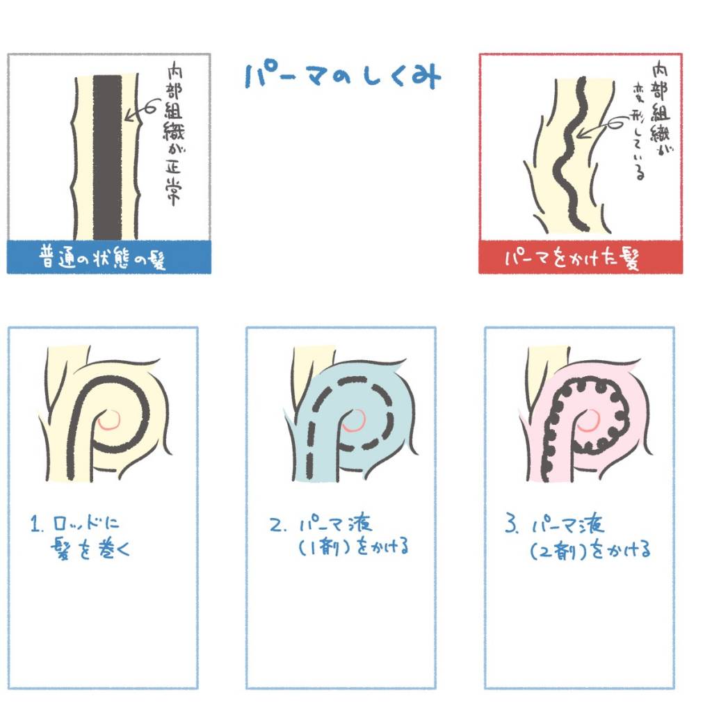 パーマの仕組み、図解