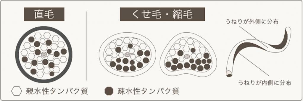 くせ毛と直毛の髪内部の構造の違い、うねりの原因とは