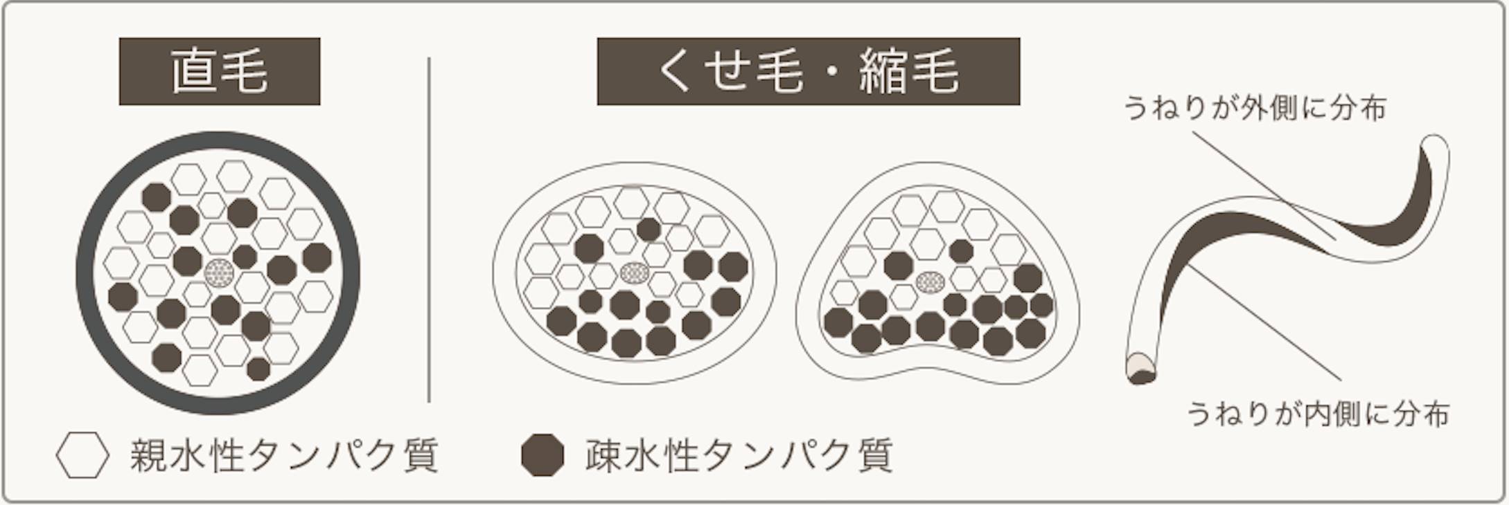 直毛とくせ毛の髪内部。２つのタンパク質の分布に違いがある