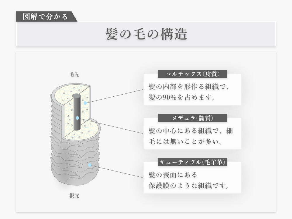 私たちの髪の毛の構造