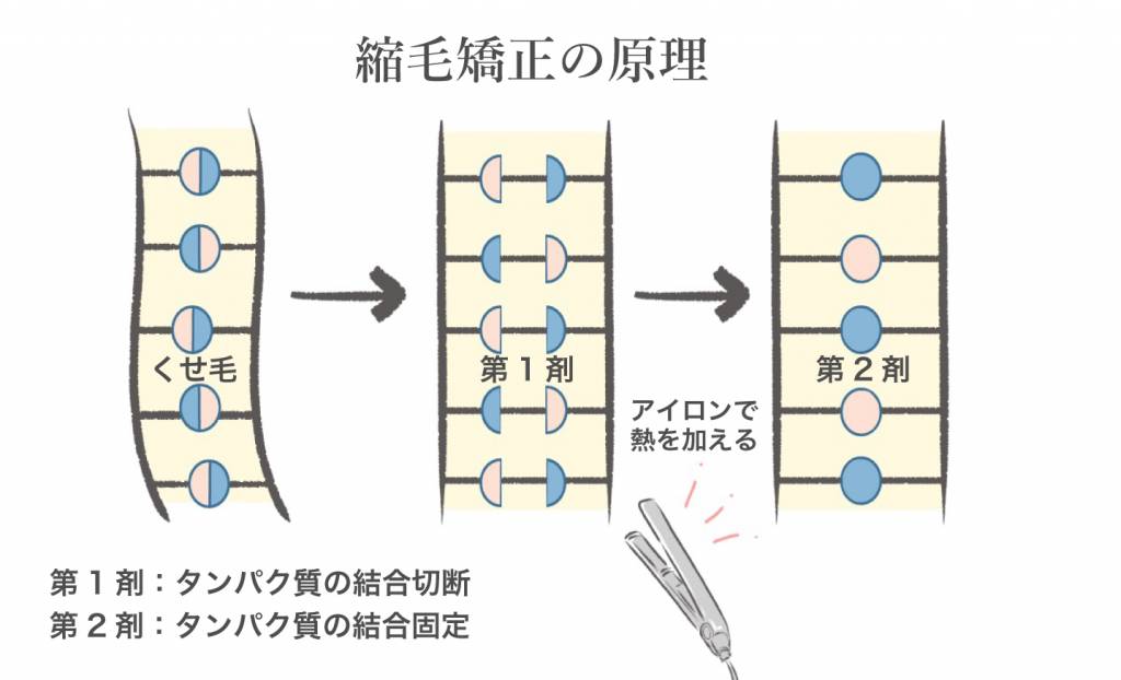 縮毛矯正とはどのような施術なの？図で説明