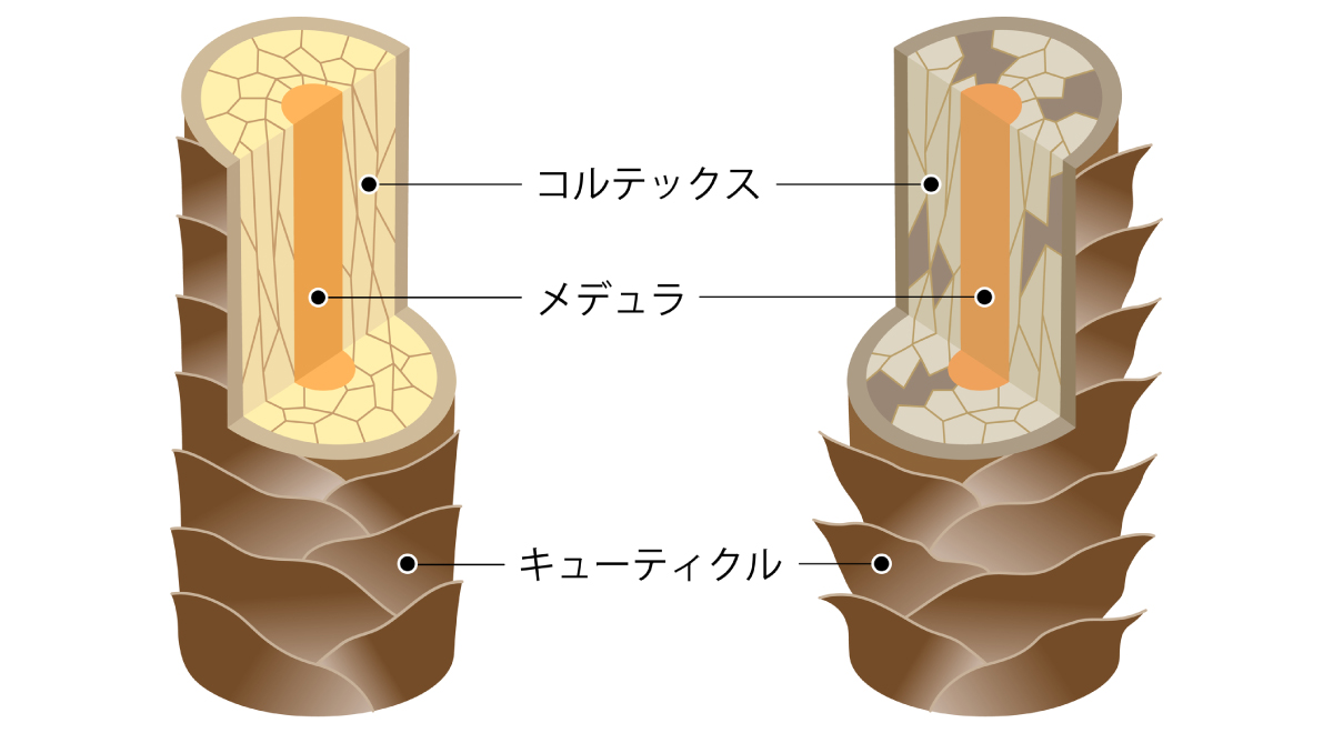 髪の毛の内部構造