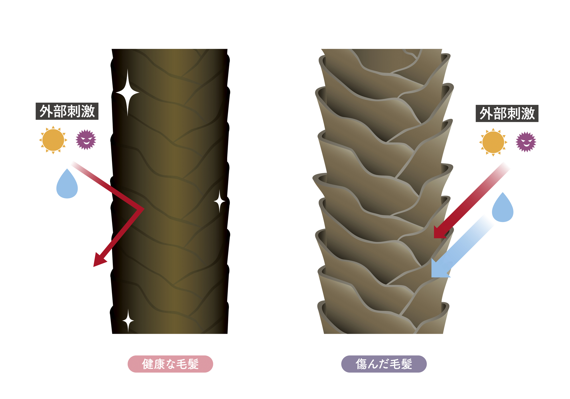 くせ毛は摩擦ダメージで傷みやすいため、乾燥に弱い特徴を持つ