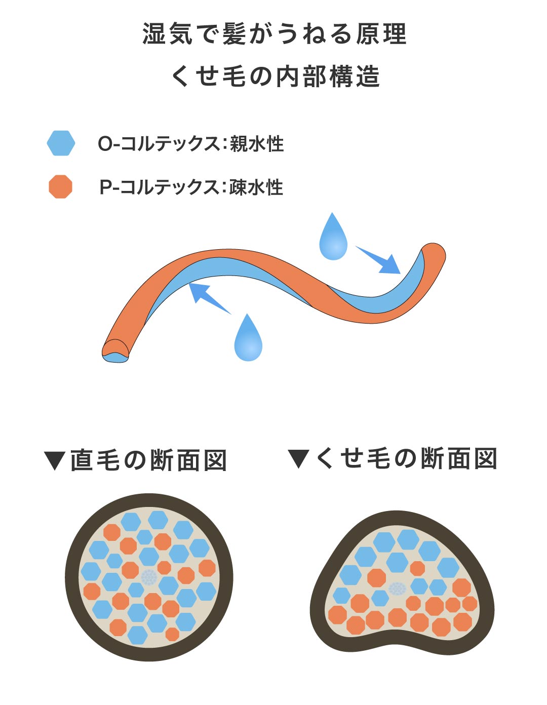 直毛とくせ毛の断面図の違い